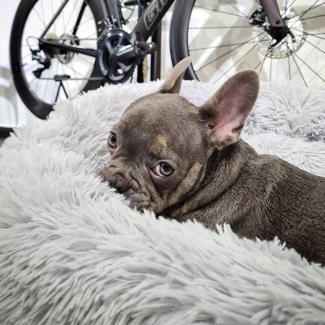 AUY™ Pet Deep Sleep Bed