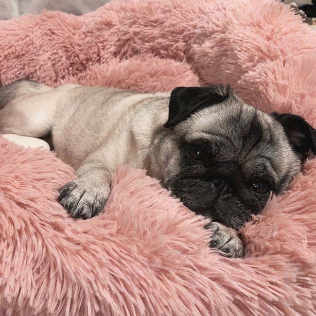 AUY™ Pet Deep Sleep Bed